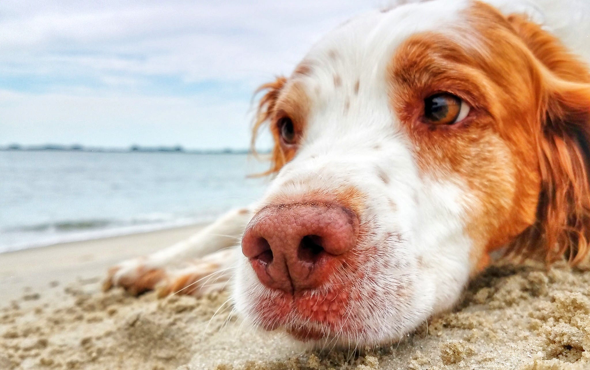 Health Insurance for Pets: Is It Worth It? | The CheckUp by HealthCare.com