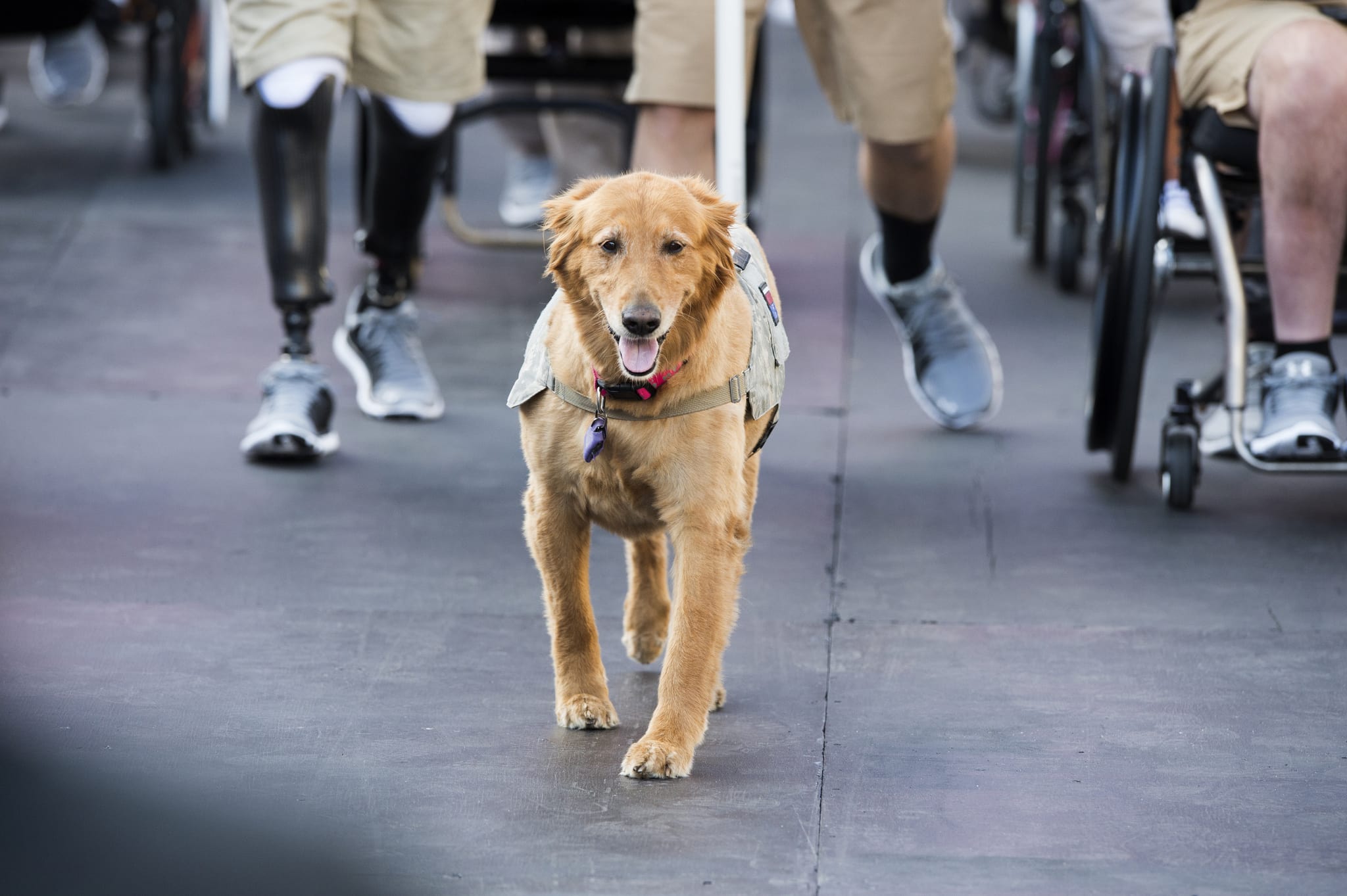 Does Insurance Cover Service Dogs The CheckUp By HealthCare